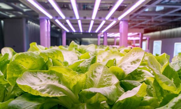 14_horticulture 14_horticulture